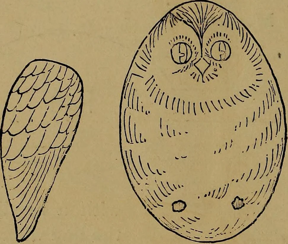 An illustration from How to amuse yourself and others : the American girl's handy book, 1887, leaf 65
