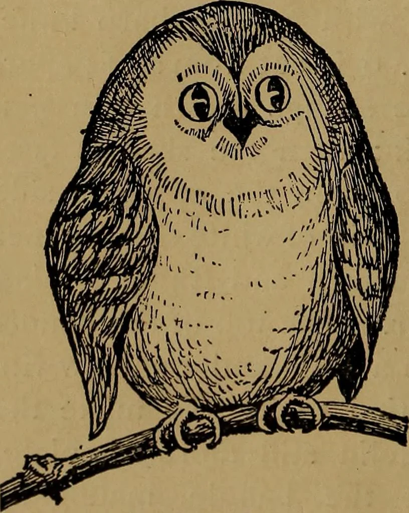 An illustration from How to amuse yourself and others : the American girl's handy book, 1887, leaf 65