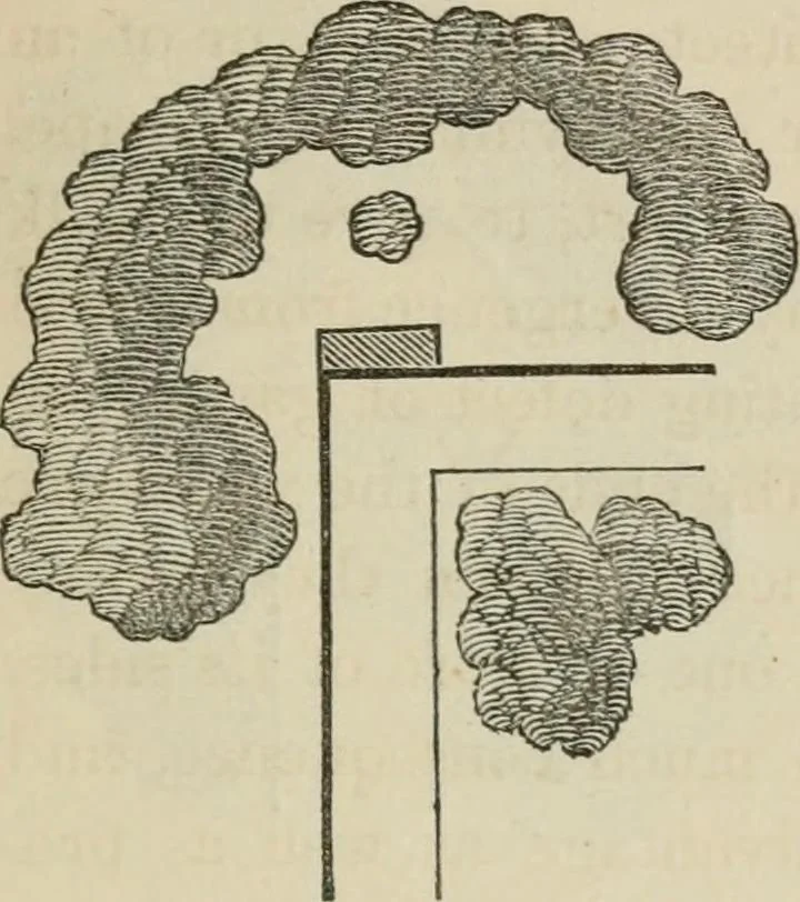 An illustration from How to lay out a garden : intended as a general guide in choosing, forming, or improving an estate, (from a quarter of an acre to a hundred acres in extent) with reference to both design and execution, 1860, leaf 140