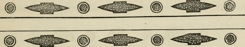 An illustration from How to lay out a garden : intended as a general guide in choosing, forming, or improving an estate, (from a quarter of an acre to a hundred acres in extent) with reference to both design and execution, 1860, leaf 150