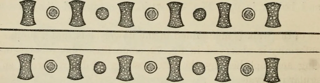 An illustration from How to lay out a garden : intended as a general guide in choosing, forming, or improving an estate, (from a quarter of an acre to a hundred acres in extent) with reference to both design and execution, 1860, leaf 151