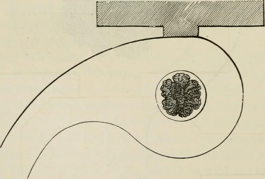 An illustration from How to lay out a garden : intended as a general guide in choosing, forming, or improving an estate, (from a quarter of an acre to a hundred acres in extent) with reference to both design and execution, 1860, leaf 187