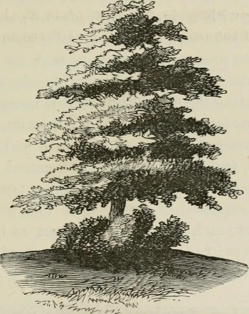 An illustration from How to lay out a garden : intended as a general guide in choosing, forming, or improving an estate, (from a quarter of an acre to a hundred acres in extent) with reference to both design and execution, 1860, leaf 200