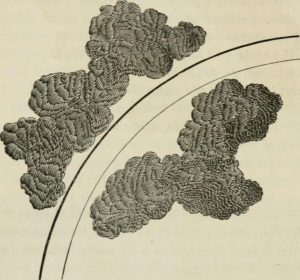 An illustration from How to lay out a garden : intended as a general guide in choosing, forming, or improving an estate, (from a quarter of an acre to a hundred acres in extent) with reference to both design and execution, 1860, leaf 203