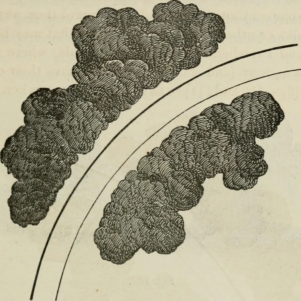 An illustration from How to lay out a garden : intended as a general guide in choosing, forming, or improving an estate, (from a quarter of an acre to a hundred acres in extent) with reference to both design and execution, 1860, leaf 204