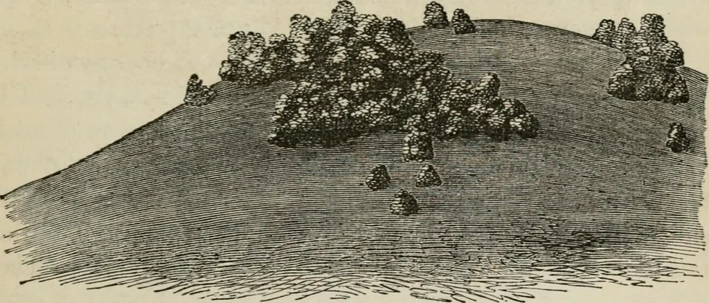 An illustration from How to lay out a garden : intended as a general guide in choosing, forming, or improving an estate, (from a quarter of an acre to a hundred acres in extent) with reference to both design and execution, 1860, leaf 206