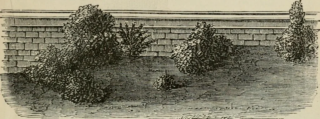 An illustration from How to lay out a garden : intended as a general guide in choosing, forming, or improving an estate, (from a quarter of an acre to a hundred acres in extent) with reference to both design and execution, 1860, leaf 222