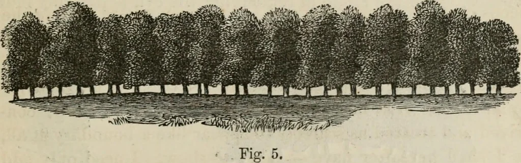 An illustration from How to lay out a garden : intended as a general guide in choosing, forming, or improving an estate, (from a quarter of an acre to a hundred acres in extent) with reference to both design and execution, 1860, leaf 72