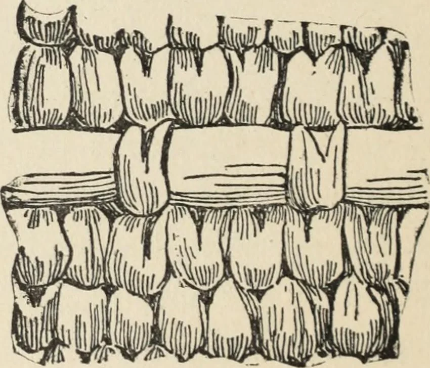 An illustration from How to make baskets, 1911, leaf 223