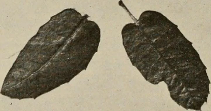 An illustration from How to make a country place; an account of the successes and the mistakes of an amateur in thirty-five years of farming, building and development: together with a practical plan for securing a home and an independent income, starting with small capital, 1914, leaf 101