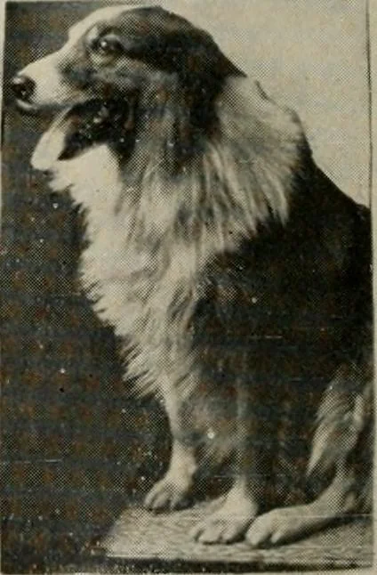 An illustration from How to make a country place; an account of the successes and the mistakes of an amateur in thirty-five years of farming, building and development: together with a practical plan for securing a home and an independent income, starting with small capital, 1914, leaf 279