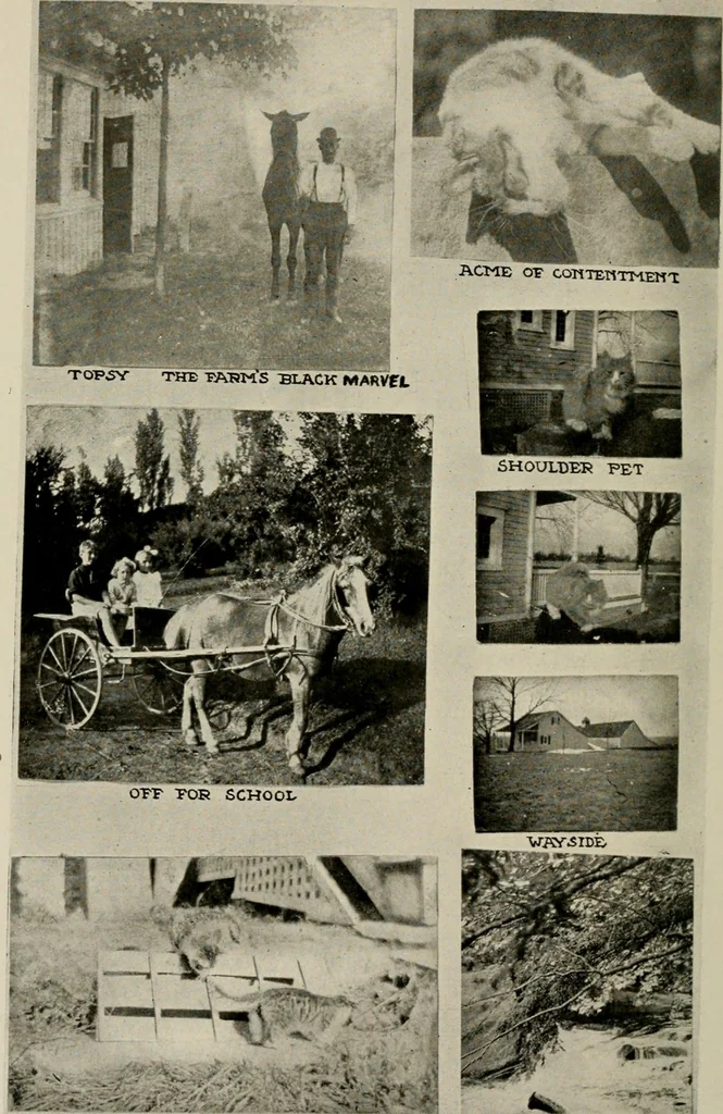 An illustration from How to make a country place; an account of the successes and the mistakes of an amateur in thirty-five years of farming, building and development: together with a practical plan for securing a home and an independent income, starting with small capital, 1914, leaf 37