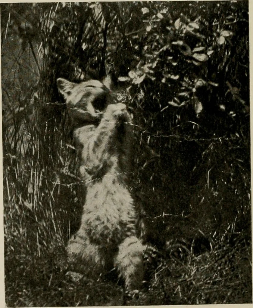 An illustration from How to make a country place; an account of the successes and the mistakes of an amateur in thirty-five years of farming, building and development: together with a practical plan for securing a home and an independent income, starting with small capital, 1914, leaf 43