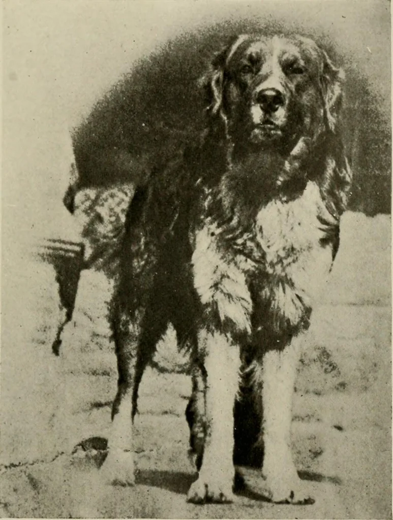 An illustration from How to make a country place; an account of the successes and the mistakes of an amateur in thirty-five years of farming, building and development: together with a practical plan for securing a home and an independent income, starting with small capital, 1914, leaf 44