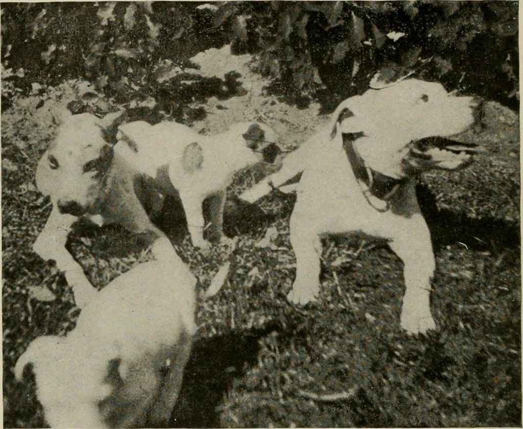 An illustration from How to make a country place; an account of the successes and the mistakes of an amateur in thirty-five years of farming, building and development: together with a practical plan for securing a home and an independent income, starting with small capital, 1914, leaf 45
