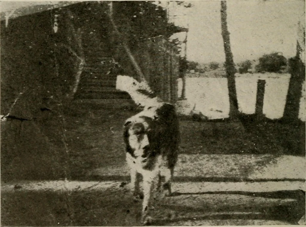 An illustration from How to make a country place; an account of the successes and the mistakes of an amateur in thirty-five years of farming, building and development: together with a practical plan for securing a home and an independent income, starting with small capital, 1914, leaf 47