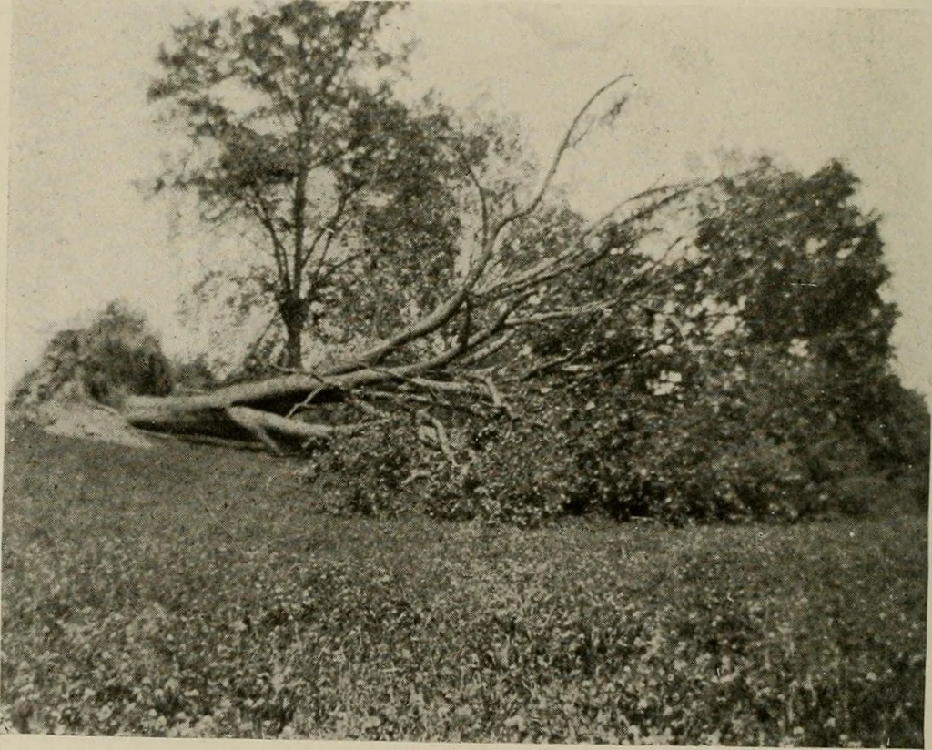An illustration from How to make a country place; an account of the successes and the mistakes of an amateur in thirty-five years of farming, building and development: together with a practical plan for securing a home and an independent income, starting with small capital, 1914, leaf 87