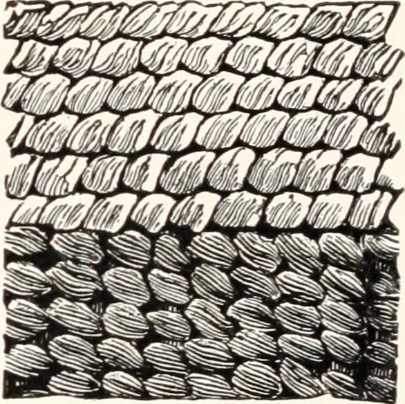 An illustration from How to make Indian and other baskets, 1903, leaf 127