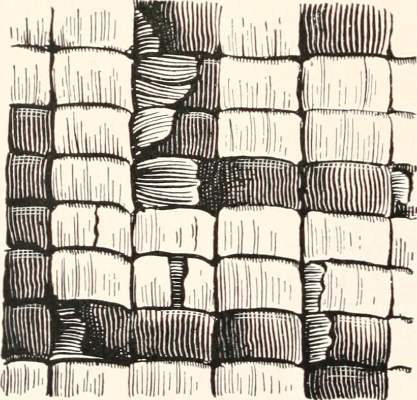 An illustration from How to make Indian and other baskets, 1903, leaf 135