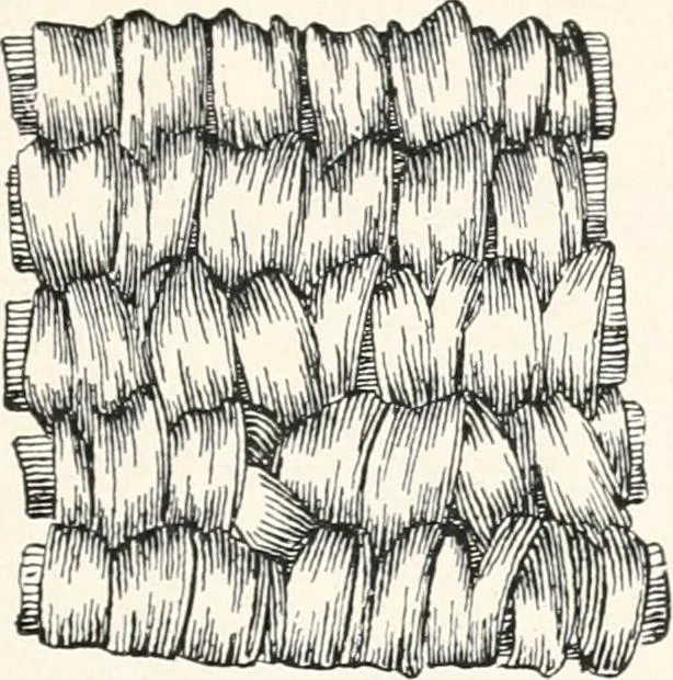 An illustration from How to make Indian and other baskets, 1903, leaf 64