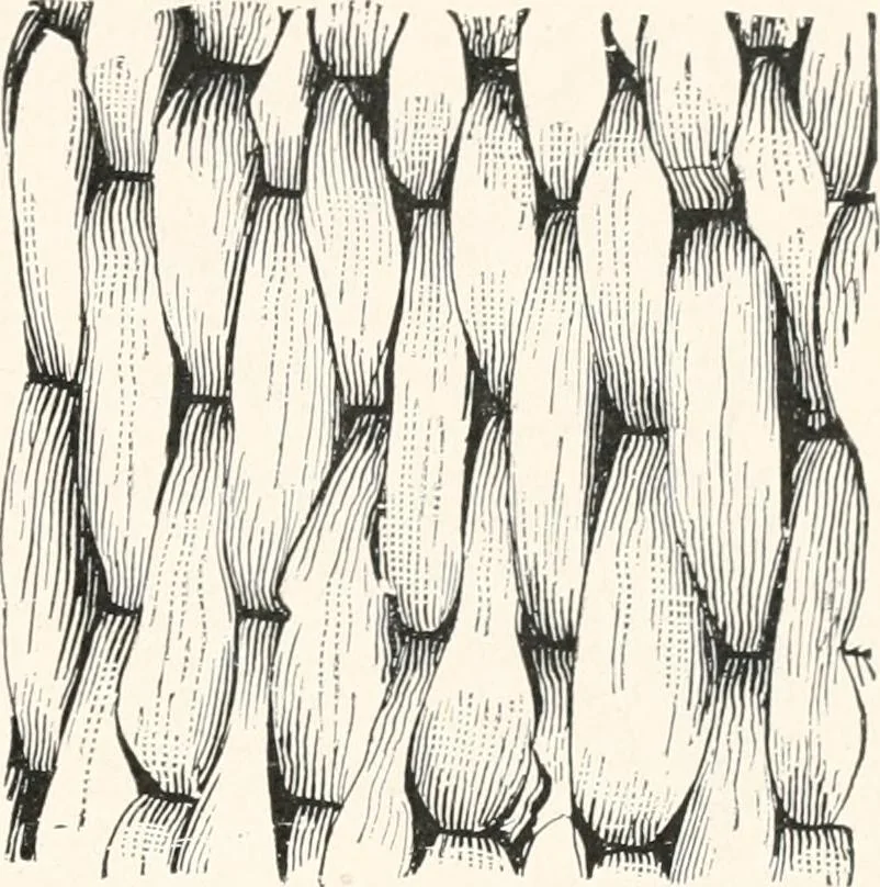 An illustration from How to make Indian and other baskets, 1903, leaf 64