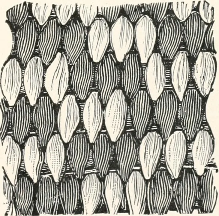 An illustration from How to make Indian and other baskets, 1903, leaf 64