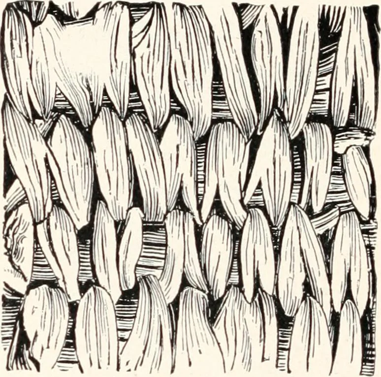 An illustration from How to make Indian and other baskets, 1903, leaf 65
