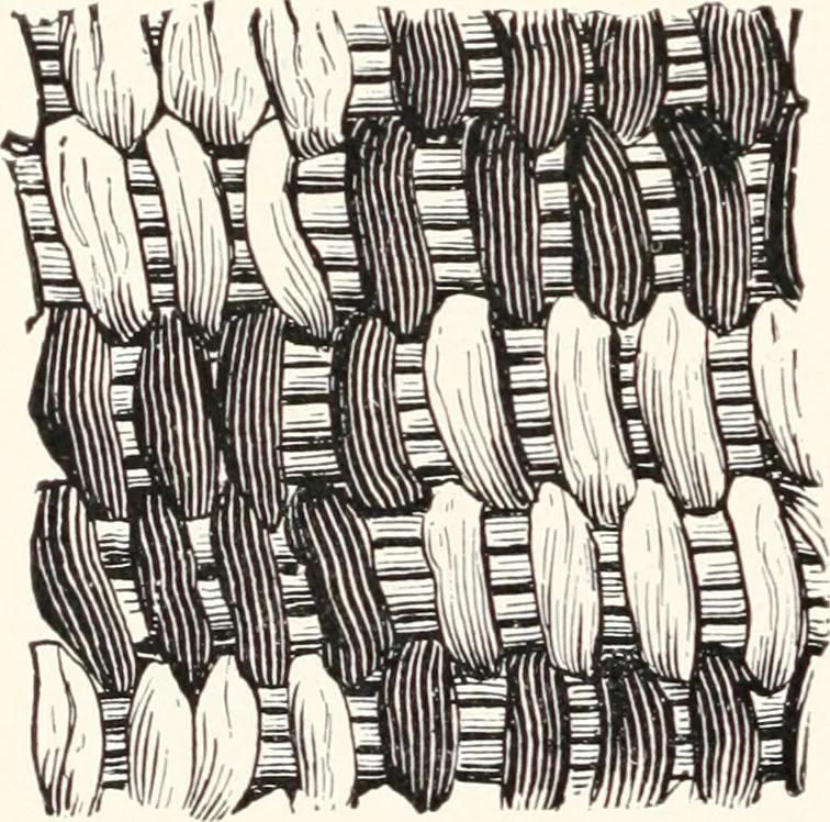An illustration from How to make Indian and other baskets, 1903, leaf 65