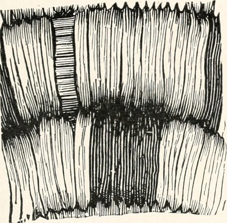 An illustration from How to make Indian and other baskets, 1903, leaf 66