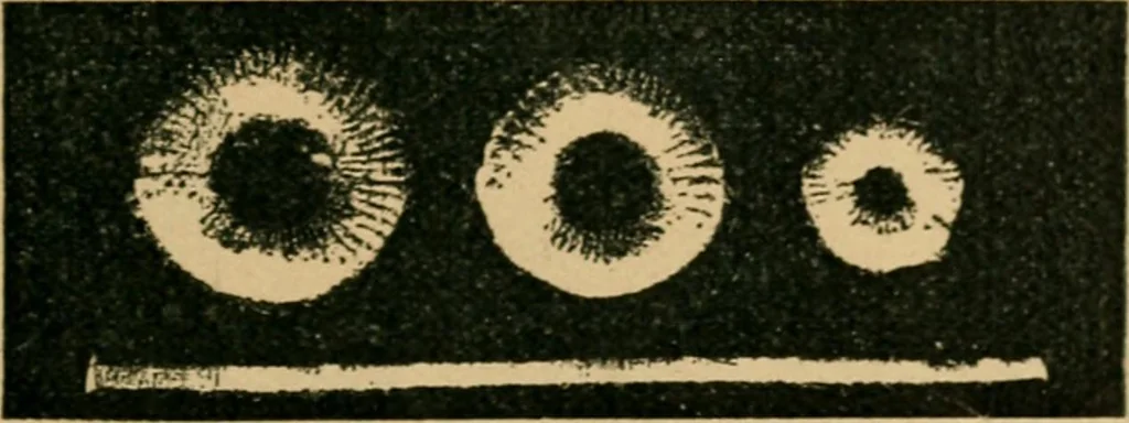 An illustration from How to make lace., 1899, leaf 26