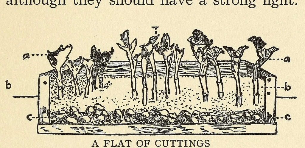 An illustration from How to make school gardens; a manual for teachers and pupils, 1903, leaf 107