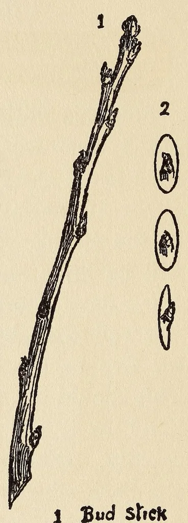 An illustration from How to make school gardens; a manual for teachers and pupils, 1903, leaf 130