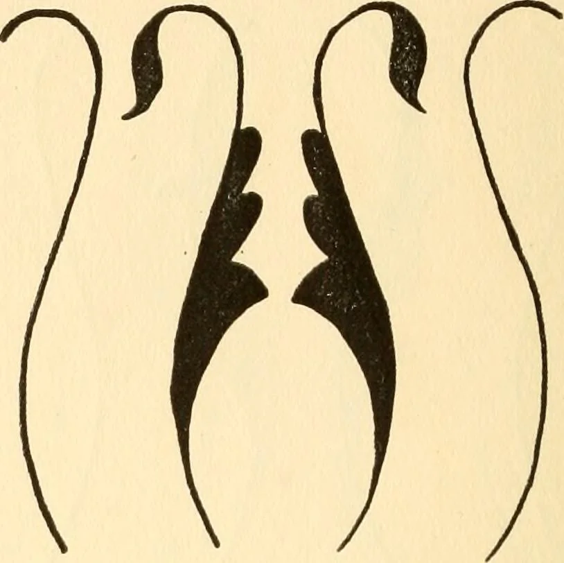 An illustration from How to paint flowers, scrolls and fancy borders for up-to-date show cards, posters, display signs and decorating, 1915, leaf 113
