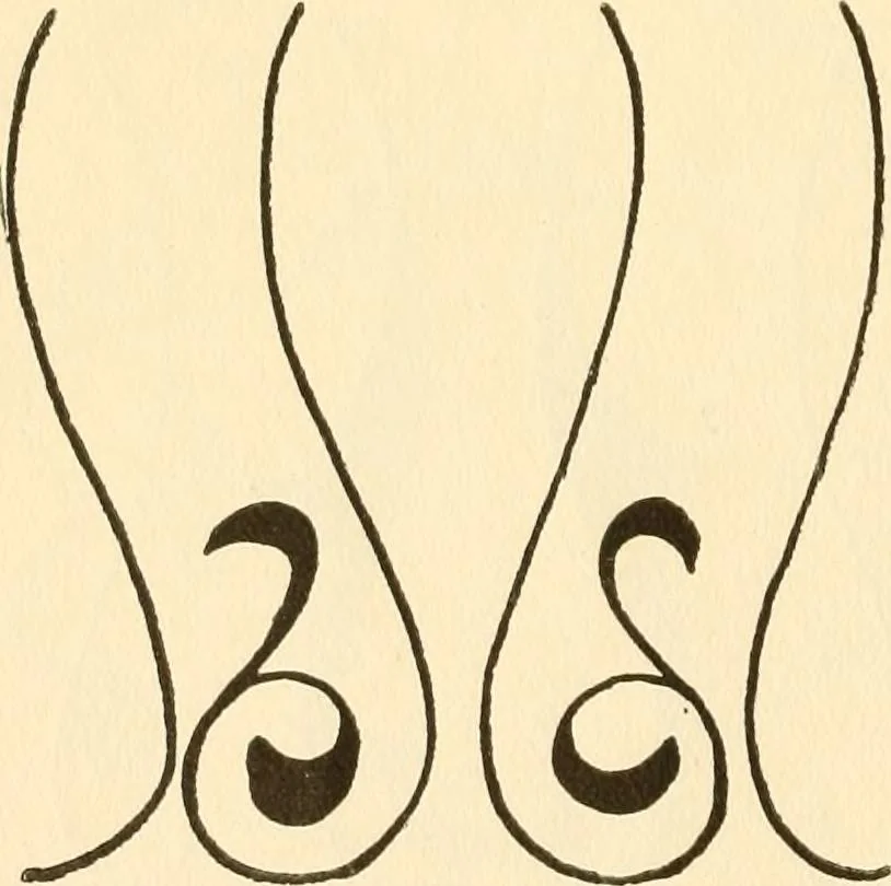 An illustration from How to paint flowers, scrolls and fancy borders for up-to-date show cards, posters, display signs and decorating, 1915, leaf 113
