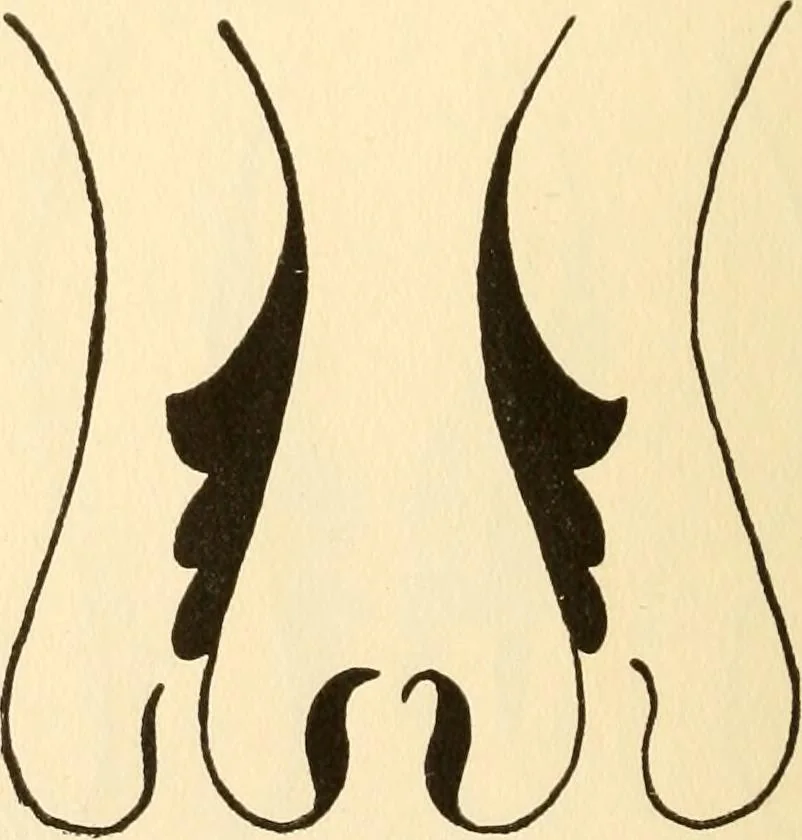 An illustration from How to paint flowers, scrolls and fancy borders for up-to-date show cards, posters, display signs and decorating, 1915, leaf 113