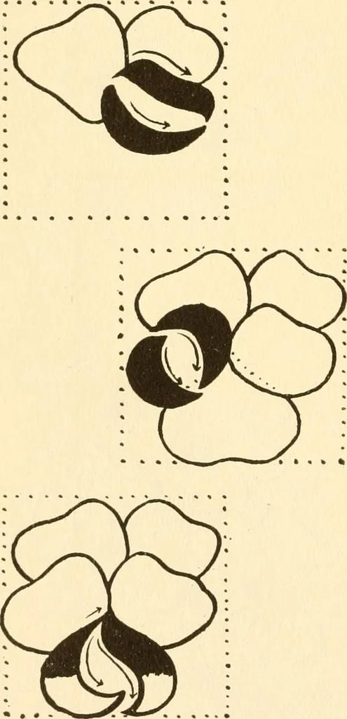 An illustration from How to paint flowers, scrolls and fancy borders for up-to-date show cards, posters, display signs and decorating, 1915, leaf 19