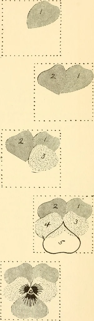 An illustration from How to paint flowers, scrolls and fancy borders for up-to-date show cards, posters, display signs and decorating, 1915, leaf 19