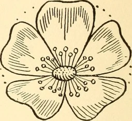 An illustration from How to paint flowers, scrolls and fancy borders for up-to-date show cards, posters, display signs and decorating, 1915, leaf 23