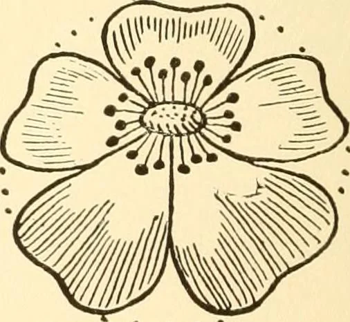 An illustration from How to paint flowers, scrolls and fancy borders for up-to-date show cards, posters, display signs and decorating, 1915, leaf 23