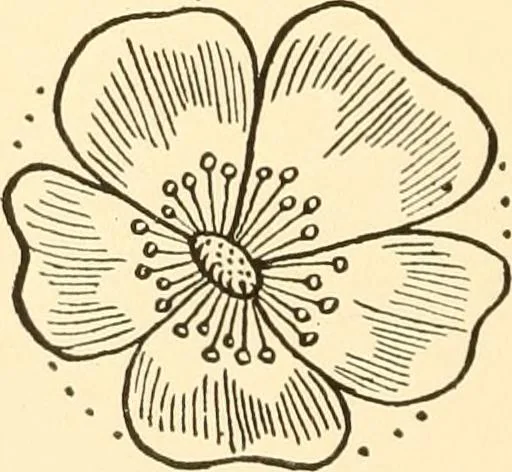 An illustration from How to paint flowers, scrolls and fancy borders for up-to-date show cards, posters, display signs and decorating, 1915, leaf 23
