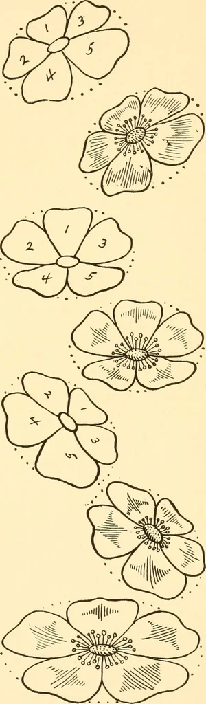 An illustration from How to paint flowers, scrolls and fancy borders for up-to-date show cards, posters, display signs and decorating, 1915, leaf 24