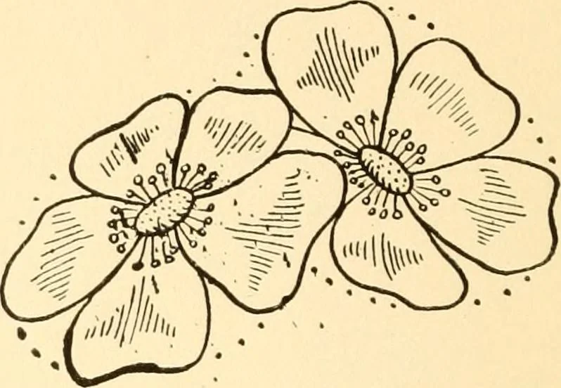 An illustration from How to paint flowers, scrolls and fancy borders for up-to-date show cards, posters, display signs and decorating, 1915, leaf 25