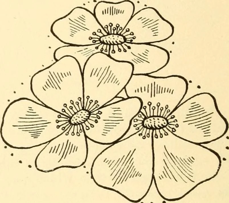 An illustration from How to paint flowers, scrolls and fancy borders for up-to-date show cards, posters, display signs and decorating, 1915, leaf 25