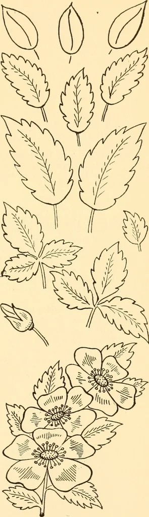 An illustration from How to paint flowers, scrolls and fancy borders for up-to-date show cards, posters, display signs and decorating, 1915, leaf 26