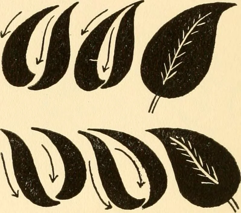 An illustration from How to paint flowers, scrolls and fancy borders for up-to-date show cards, posters, display signs and decorating, 1915, leaf 27