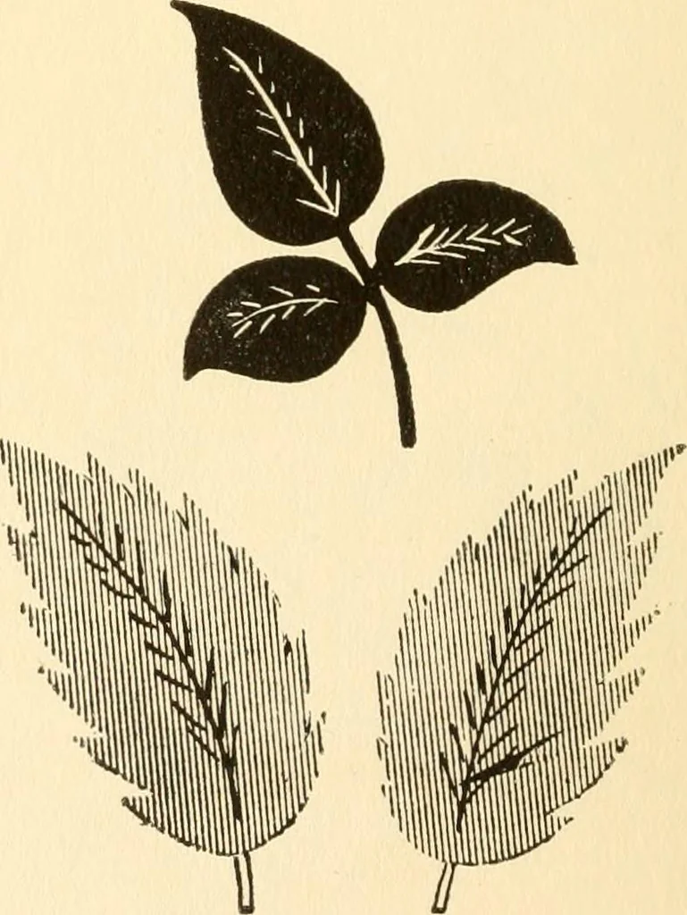 An illustration from How to paint flowers, scrolls and fancy borders for up-to-date show cards, posters, display signs and decorating, 1915, leaf 27