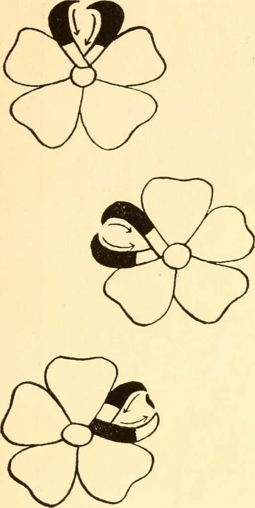 An illustration from How to paint flowers, scrolls and fancy borders for up-to-date show cards, posters, display signs and decorating, 1915, leaf 28