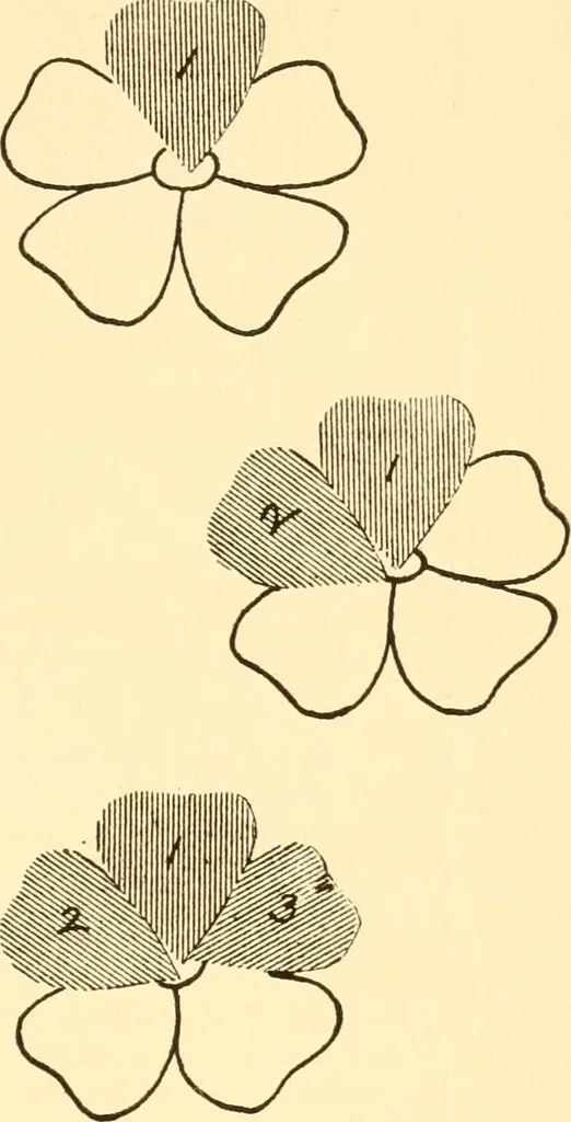 An illustration from How to paint flowers, scrolls and fancy borders for up-to-date show cards, posters, display signs and decorating, 1915, leaf 28