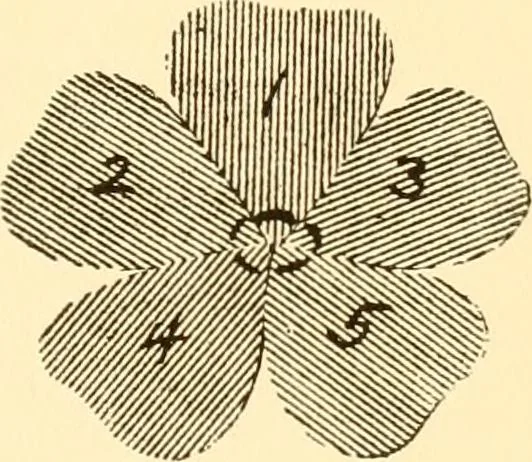 An illustration from How to paint flowers, scrolls and fancy borders for up-to-date show cards, posters, display signs and decorating, 1915, leaf 28