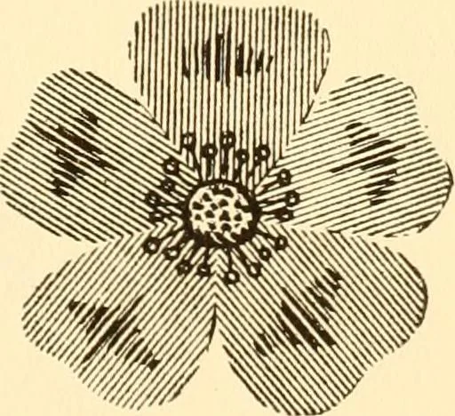 An illustration from How to paint flowers, scrolls and fancy borders for up-to-date show cards, posters, display signs and decorating, 1915, leaf 28